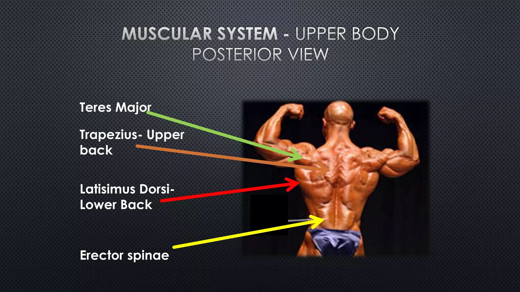 Teres Major
Trapezius- Upper
back
Latisimus Dorsi-
Lower Back
Erector spinae
 