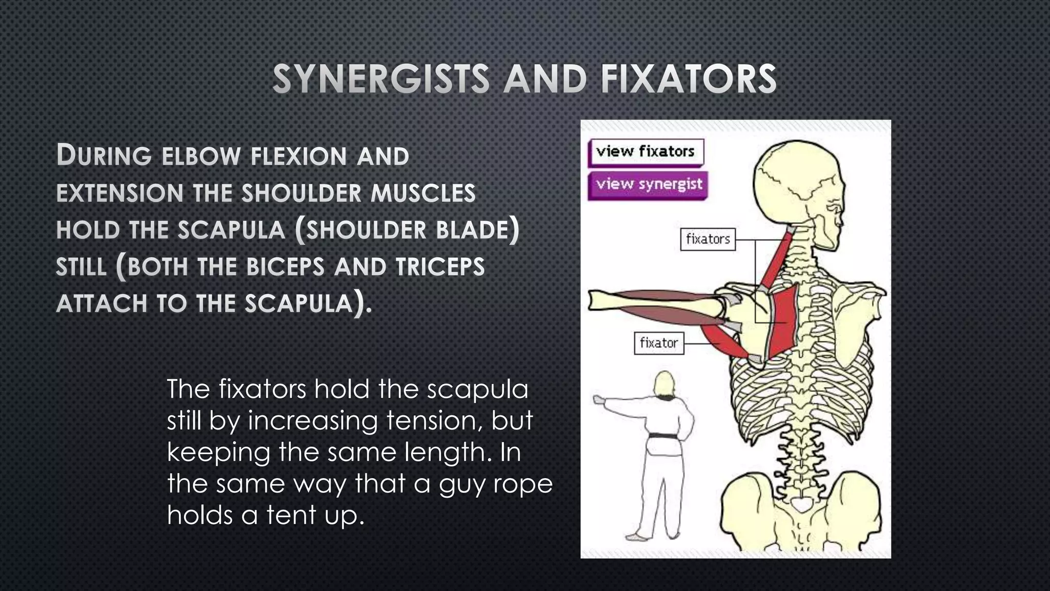 The fixators hold the scapula
still by increasing tension, but
keeping the same length. In
the same way that a guy rope
holds a tent up.
 