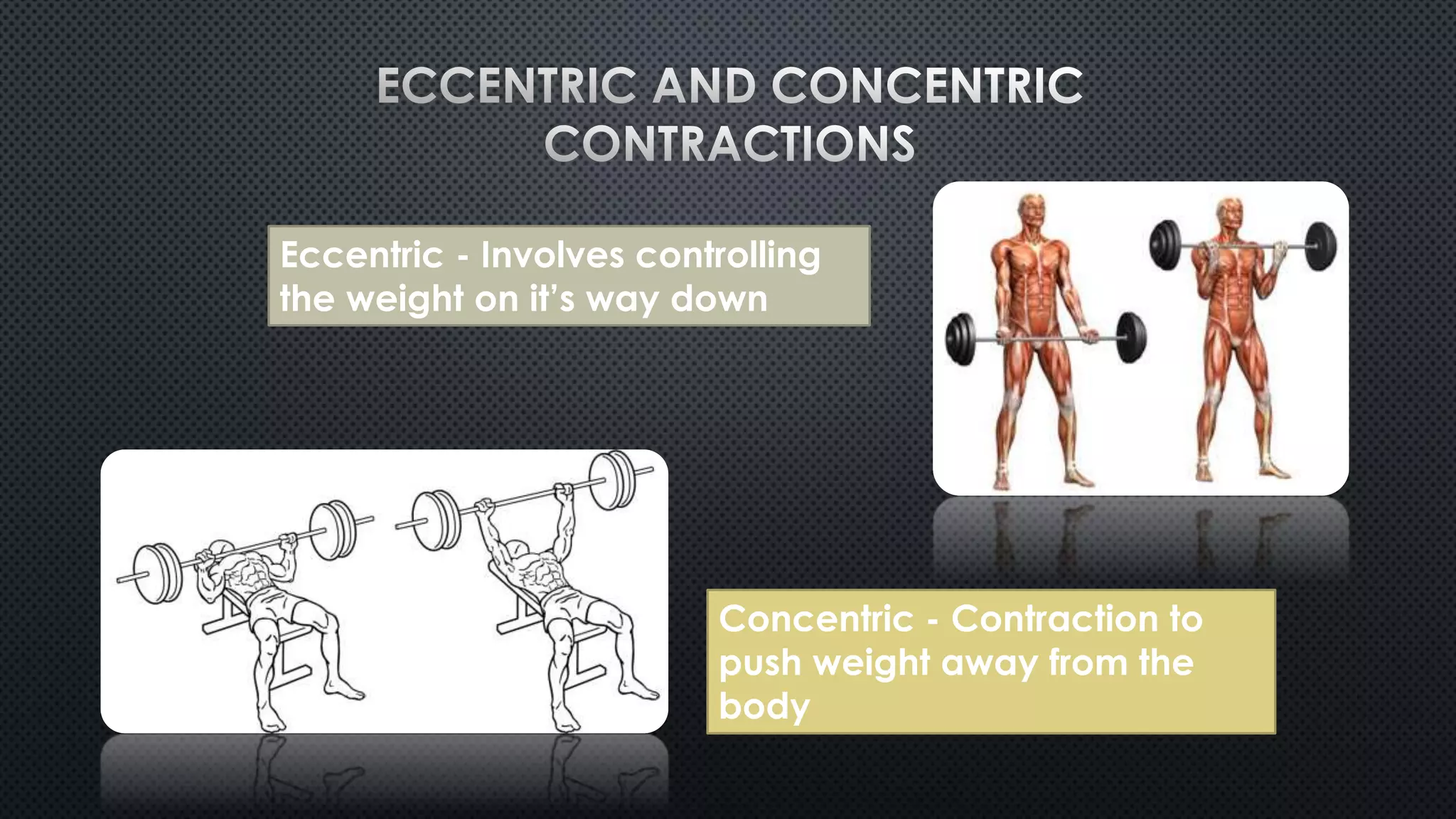 Eccentric - Involves controlling
the weight on it’s way down
Concentric - Contraction to
push weight away from the
body
 