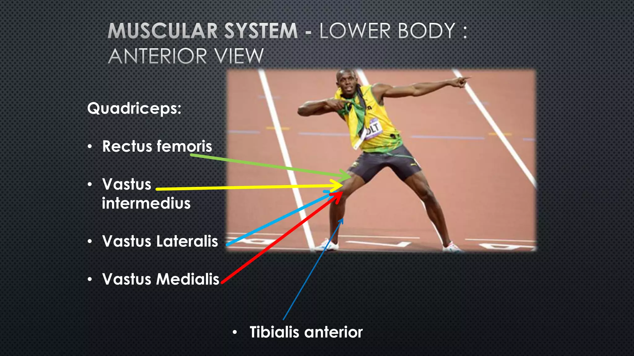Quadriceps:
• Rectus femoris
• Vastus
intermedius
• Vastus Lateralis
• Vastus Medialis
• Tibialis anterior
 