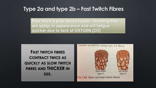FAST TWITCH FIBRES
CONTRACT TWICE AS
QUICKLY AS SLOW TWITCH
FIBRES AND THICKER IN
SIZE.
They have a poor blood supply, meaning they
are whiter in appearance and will fatigue
quicker due to lack of OXYGEN (O2)
Type 2a and type 2b – Fast Twitch Fibres
 