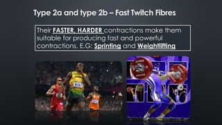 Their FASTER, HARDER contractions make them
suitable for producing fast and powerful
contractions. E.G: Sprinting and Weightlifting
Type 2a and type 2b – Fast Twitch Fibres
 