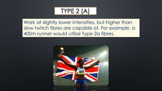 TYPE 2 (A)
Work at slightly lower intensities, but higher than
slow twitch fibres are capable of. For example, a
400m runner would utilise Type 2a fibres.
 