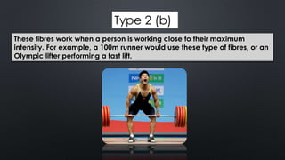 Type 2 (b)
These fibres work when a person is working close to their maximum
intensity. For example, a 100m runner would use these type of fibres, or an
Olympic lifter performing a fast lift.
 