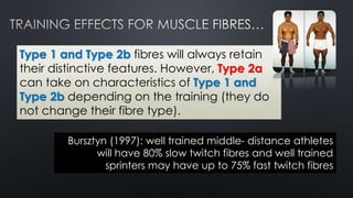 Type 1 and Type 2b fibres will always retain
their distinctive features. However, Type 2a
can take on characteristics of Type 1 and
Type 2b depending on the training (they do
not change their fibre type).
Bursztyn (1997): well trained middle- distance athletes
will have 80% slow twitch fibres and well trained
sprinters may have up to 75% fast twitch fibres
 