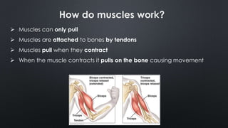 How do muscles work?
 Muscles can only pull
 Muscles are attached to bones by tendons
 Muscles pull when they contract
 When the muscle contracts it pulls on the bone causing movement
 
