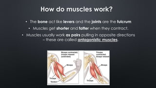 How do muscles work?
• The bone act like levers and the joints are the fulcrum
• Muscles get shorter and fatter when they contract.
• Muscles usually work as pairs pulling in opposite directions
– these are called antagonistic muscles.
 