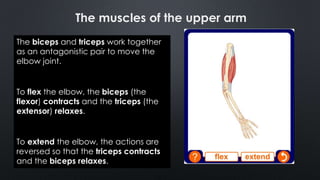 The biceps and triceps work together
as an antagonistic pair to move the
elbow joint.
To flex the elbow, the biceps (the
flexor) contracts and the triceps (the
extensor) relaxes.
To extend the elbow, the actions are
reversed so that the triceps contracts
and the biceps relaxes.
The muscles of the upper arm
 