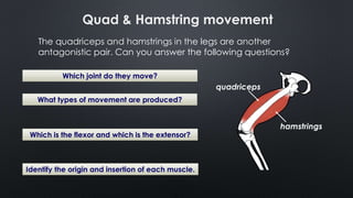 The quadriceps and hamstrings in the legs are another
antagonistic pair. Can you answer the following questions?
Which joint do they move?
What types of movement are produced?
Which is the flexor and which is the extensor?
Identify the origin and insertion of each muscle.
quadriceps
hamstrings
Quad & Hamstring movement
 
