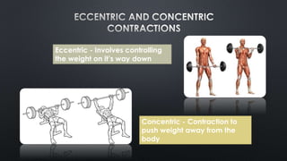 Eccentric - Involves controlling
the weight on it’s way down
Concentric - Contraction to
push weight away from the
body
 