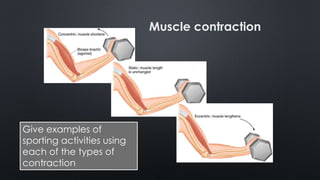 Give examples of
sporting activities using
each of the types of
contraction
Muscle contraction
 
