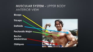 Biceps
Triceps
Deltoids
Pectoralis Major
Rectus
Abdominus
Obliques
 