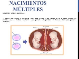 NACIMIENTOS
MÚLTIPLES
OCURREN DE DOS MANERAS:
1. Cuando el cuerpo de la madre libera dos óvulos en un tiempo breve y luego ambos son
fertilizados. Los bebes resultantes son gemelos dicigoticos (2 huevos) llamados gemelos
fraternos.
 