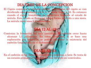 DIA TRES DE LA CONCEPCION
El Cigoto comienza su división celular. Las células del cigoto se van
   dividiendo sucesivamente en 2, 4, 8, hasta llegar a 16. Es entonces
   cuando el cigoto transforma su estructura llegando al estado de
   mórula. Este estado se llama así por su forma parecida a una mora.
   La mórula mide unos 0,2 milímetros.


                         DIA 12 AL 19
Comienza la formación del saco amniótico. El embrión crece hasta
  alcanzar 1,5 milímetros. En estos momentos, si se hace una
  exploración por ecografía, se podría reconocer la existencia del
  embrión (implantado en el endometrio).


                         DIA 21 AL 23
En el embrión se ha formado el corazón y comienza a latir. Se trata de
  un corazón primario el cual aún no está dividido en ventrículos.
 