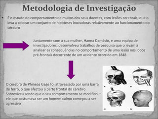 Metodologia de Investigação É o estudo do comportamento de muitos dos seus doentes, com lesões cerebrais, que o leva a colocar um conjunto de hipóteses inovadoras relativamente ao funcionamento do cérebro Juntamente com a sua mulher, Hanna Damásio, e uma equipa de investigadores, desenvolveu trabalhos de pesquisa que o levam a analisar as consequências no comportamento de uma lesão nos lobos pré-frontais decorrente de um acidente ocorrido em 1848  O cérebro de  Phineas Gage  foi atravessado por uma barra de ferro, o que afectou a parte frontal do cérebro. Sobreviveu sendo que o seu comportamento se modificou: ele que costumava ser um homem calmo começou a ser agressivo 