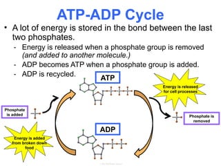 Understanding Adenosine Triphosphate (ATP): The Cell's Energy Currency ...