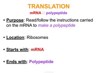 • Purpose: Read/follow the instructions carried
on the mRNA to make a polypeptide
• Location: Ribosomes
• Starts with: mRNA
• Ends with: Polypeptide
TRANSLATION
mRNA 🡪 polypeptide
 
