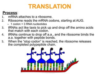 Process:
1. mRNA attaches to a ribosome.
2. Ribosome reads the mRNA codons, starting at AUG.
– 1 codon = 3 RNA nucleotides
3. tRNAs act like taxis to pick up and drop off the amino acids
that match with each codon.
4. tRNAs continue to drop off a.a., and the ribosome binds the
a.a. together with peptide bonds.
5. When the “stop codon” is reached, the ribosome releases
the completed polypeptide chain.
TRANSLATION
 