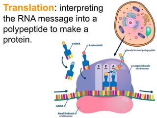 Translation: interpreting
the RNA message into a
polypeptide to make a
protein.
 