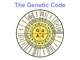 The Genetic Code
 