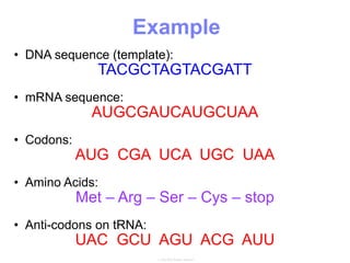 Example
• DNA sequence (template):
TACGCTAGTACGATT
• mRNA sequence:
AUGCGAUCAUGCUAA
• Codons:
AUG CGA UCA UGC UAA
• Amino Acids:
Met – Arg – Ser – Cys – stop
• Anti-codons on tRNA:
UAC GCU AGU ACG AUU
 