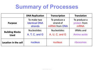 Summary of Processes
Identical DNA
strands
A, T, C, and G
nucleus
mRNA from DNA
A, U, C, and G
nucleus
protein from
mRNA
Amino acids
ribosomes
 