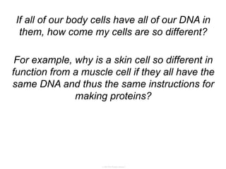 If all of our body cells have all of our DNA in
them, how come my cells are so different?
For example, why is a skin cell so different in
function from a muscle cell if they all have the
same DNA and thus the same instructions for
making proteins?
 