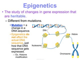 • The study of changes in gene expression that
are heritable.
– Different from mutations.
Epigenetics
• Mutation = a
change in a
DNA sequence.
• Epigenetics do
not affect the
actual DNA
sequence, just
how that DNA
sequence gets
expressed.
– Ex. Histone
modification
 