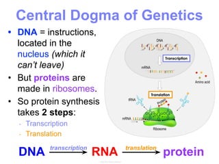 • DNA = instructions,
located in the
nucleus (which it
can’t leave)
• But proteins are
made in ribosomes.
• So protein synthesis
takes 2 steps:
- Transcription
- Translation
DNA RNA protein
transcription translation
Central Dogma of Genetics
 