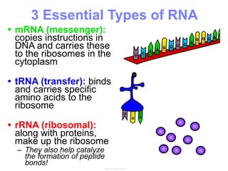 3 Essential Types of RNA
• mRNA (messenger):
copies instructions in
DNA and carries these
to the ribosomes in the
cytoplasm
• tRNA (transfer): binds
and carries specific
amino acids to the
ribosome
• rRNA (ribosomal):
along with proteins,
make up the ribosome
– They also help catalyze
the formation of peptide
bonds!
 