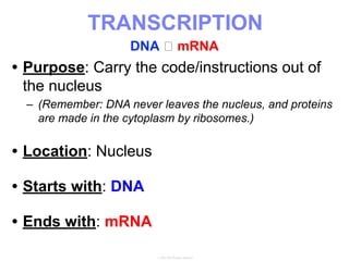 • Purpose: Carry the code/instructions out of
the nucleus
– (Remember: DNA never leaves the nucleus, and proteins
are made in the cytoplasm by ribosomes.)
• Location: Nucleus
• Starts with: DNA
• Ends with: mRNA
TRANSCRIPTION
DNA 🡪 mRNA
 