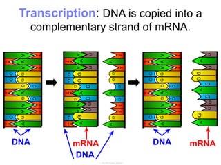 Transcription: DNA is copied into a
complementary strand of mRNA.
DNA
DNA
mRNA
DNA
mRNA
 