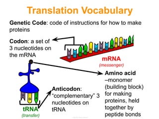 Codon: a set of
3 nucleotides on
the mRNA
Anticodon:
“complementary” 3
nucleotides on
tRNA
Genetic Code: code of instructions for how to make
proteins
mRNA
(messenger)
tRNA
(transfer)
Amino acid
–monomer
(building block)
for making
proteins, held
together by
peptide bonds
Translation Vocabulary
 