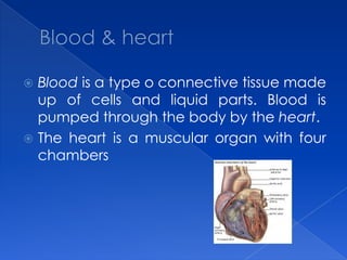 Blood & heartBlood is a type o connective tissue made up of cells and liquid parts. Blood is pumped through the body by the heart.The heart is a muscular organ with four chambers