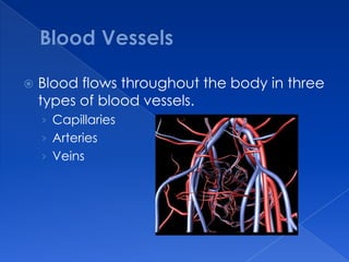 BloodVesselsBlood flows throughout the body in three types of blood vessels. CapillariesArteriesVeins