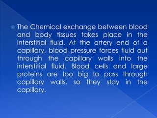 The Chemical exchange between blood and body tissues takes place in the interstitial fluid. At the artery end of a capillary, blood pressure forces fluid out through the capillary walls into the interstitial fluid. Blood cells and large proteins are too big to pass through capillary walls, so they stay in the capillary. 