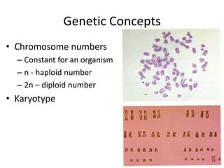 Concept and basics of genetics | PPTX