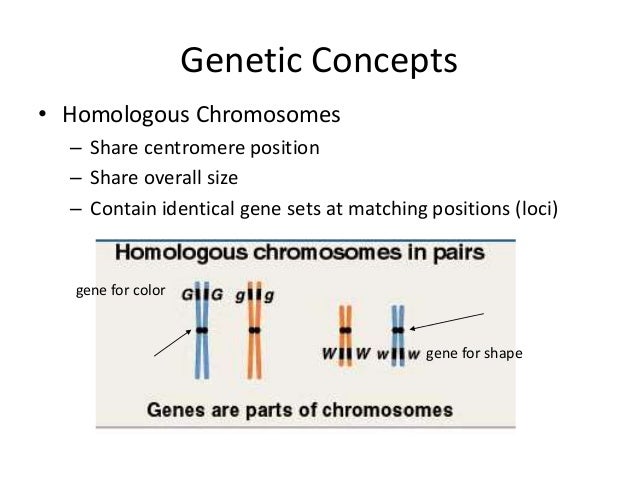 do genes work in pairs