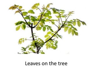 Leaves on the tree
 