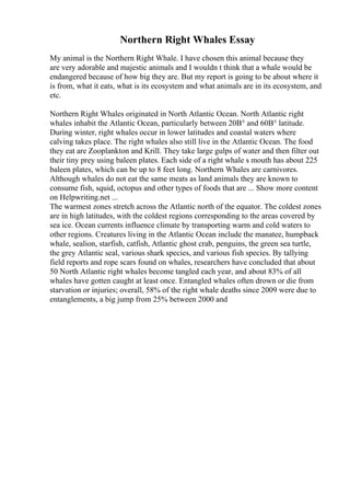 Northern Right Whales Essay
My animal is the Northern Right Whale. I have chosen this animal because they
are very adorable and majestic animals and I wouldn t think that a whale would be
endangered because of how big they are. But my report is going to be about where it
is from, what it eats, what is its ecosystem and what animals are in its ecosystem, and
etc.
Northern Right Whales originated in North Atlantic Ocean. North Atlantic right
whales inhabit the Atlantic Ocean, particularly between 20В° and 60В° latitude.
During winter, right whales occur in lower latitudes and coastal waters where
calving takes place. The right whales also still live in the Atlantic Ocean. The food
they eat are Zooplankton and Krill. They take large gulps of water and then filter out
their tiny prey using baleen plates. Each side of a right whale s mouth has about 225
baleen plates, which can be up to 8 feet long. Northern Whales are carnivores.
Although whales do not eat the same meats as land animals they are known to
consume fish, squid, octopus and other types of foods that are ... Show more content
on Helpwriting.net ...
The warmest zones stretch across the Atlantic north of the equator. The coldest zones
are in high latitudes, with the coldest regions corresponding to the areas covered by
sea ice. Ocean currents influence climate by transporting warm and cold waters to
other regions. Creatures living in the Atlantic Ocean include the manatee, humpback
whale, sealion, starfish, catfish, Atlantic ghost crab, penguins, the green sea turtle,
the grey Atlantic seal, various shark species, and various fish species. By tallying
field reports and rope scars found on whales, researchers have concluded that about
50 North Atlantic right whales become tangled each year, and about 83% of all
whales have gotten caught at least once. Entangled whales often drown or die from
starvation or injuries; overall, 58% of the right whale deaths since 2009 were due to
entanglements, a big jump from 25% between 2000 and
 