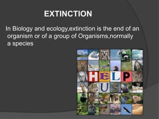 EXTINCTION 
In Biology and ecology,extinction is the end of an 
organism or of a group of Organisms,normally 
a species 
 