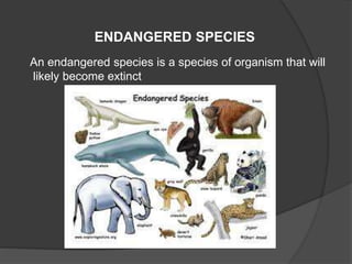 ENDANGERED SPECIES 
An endangered species is a species of organism that will 
likely become extinct 
 