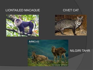 LIONTAILED MACAQUE CIVET CAT 
NILGIRI TAHR 
 