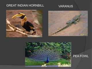 GREAT INDIAN HORNBILL VARANUS 
PEA FOWL 
 