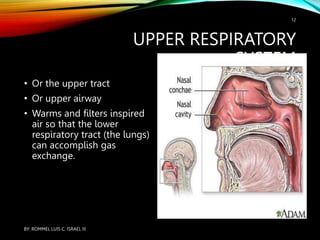 UPPER RESPIRATORY
SYSTEM
• Or the upper tract
• Or upper airway
• Warms and filters inspired
air so that the lower
respiratory tract (the lungs)
can accomplish gas
exchange.
BY: ROMMEL LUIS C. ISRAEL III
12
 