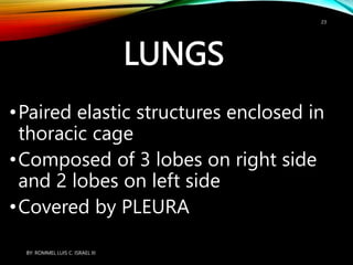 LUNGS
•Paired elastic structures enclosed in
thoracic cage
•Composed of 3 lobes on right side
and 2 lobes on left side
•Covered by PLEURA
BY: ROMMEL LUIS C. ISRAEL III
23
 