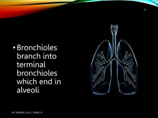 •Bronchioles
branch into
terminal
bronchioles
which end in
alveoli
BY: ROMMEL LUIS C. ISRAEL III
27
 