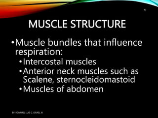 MUSCLE STRUCTURE
•Muscle bundles that influence
respiration:
•Intercostal muscles
•Anterior neck muscles such as
Scalene, sternocleidomastoid
•Muscles of abdomen
BY: ROMMEL LUIS C. ISRAEL III
40
 