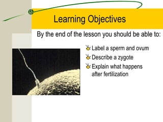Learning Objectives
By the end of the lesson you should be able to:
Label a sperm and ovum
Describe a zygote
Explain what happens
after fertilization
 