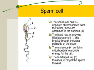 Conception | PPT